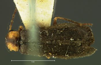 Media type: image;   Entomology 3386 Aspect: habitus dorsal view